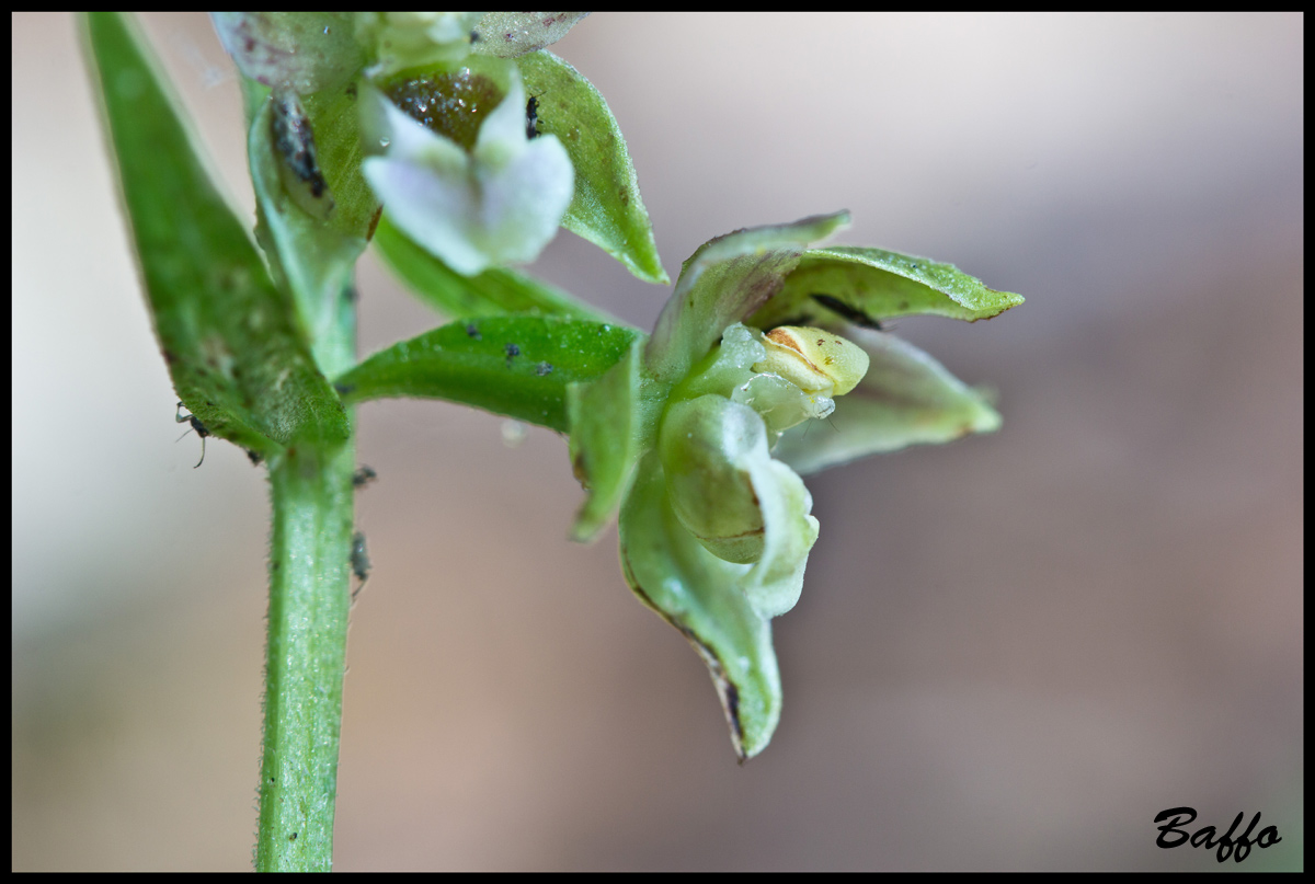 Epipactis helleborine